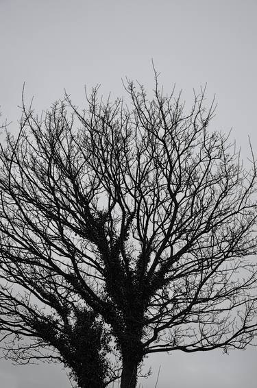 Print of Fine Art Tree Photography by Nicole Alexandra Cacchiotti