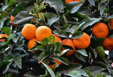 Mandarina Naranja, Spain - LIMITED EDITION thumb