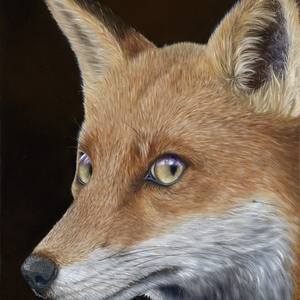 Collection Red Foxes