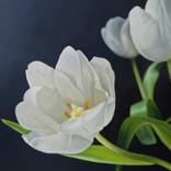Tulip's Greeting by Katie Koenig