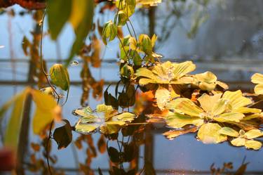 Print of Nature Photography by Merete Jakobsen