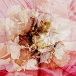 Flower of evil by Gypsy Clln