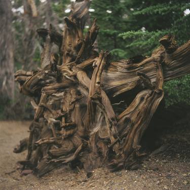 Print of Surrealism Tree Photography by Ryan Nickel