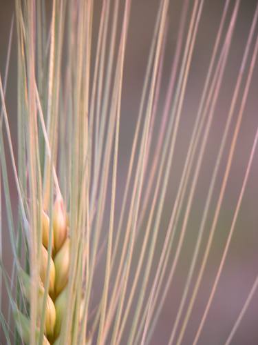 Print of Fine Art Still Life Photography by Uri Cohen