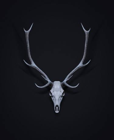Blue Stag (limited addition 50 prints) thumb