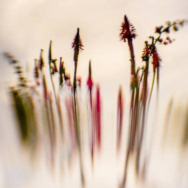 Original Abstract Floral Photography by MAZ MAHJOOBI