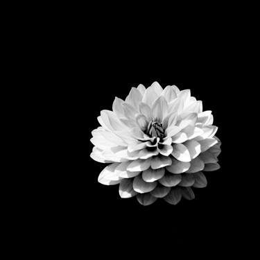 Original Floral Photography by MAZ MAHJOOBI