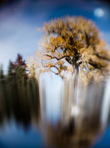 Original Abstract Tree Photography by MAZ MAHJOOBI