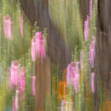 Original Abstract Floral Photography by MAZ MAHJOOBI