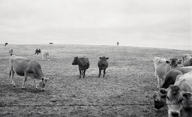 Original Fine Art Cows Photography by Eric Peterson
