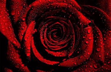 A Red Rose, Book Of Love - Limited Edition 2 of 500 thumb