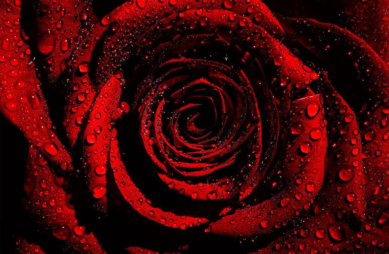 Original Still Life Photography by Plamen Petkov | Modernism Art on Paper | Red Rose, for the music band "Book Of Love"