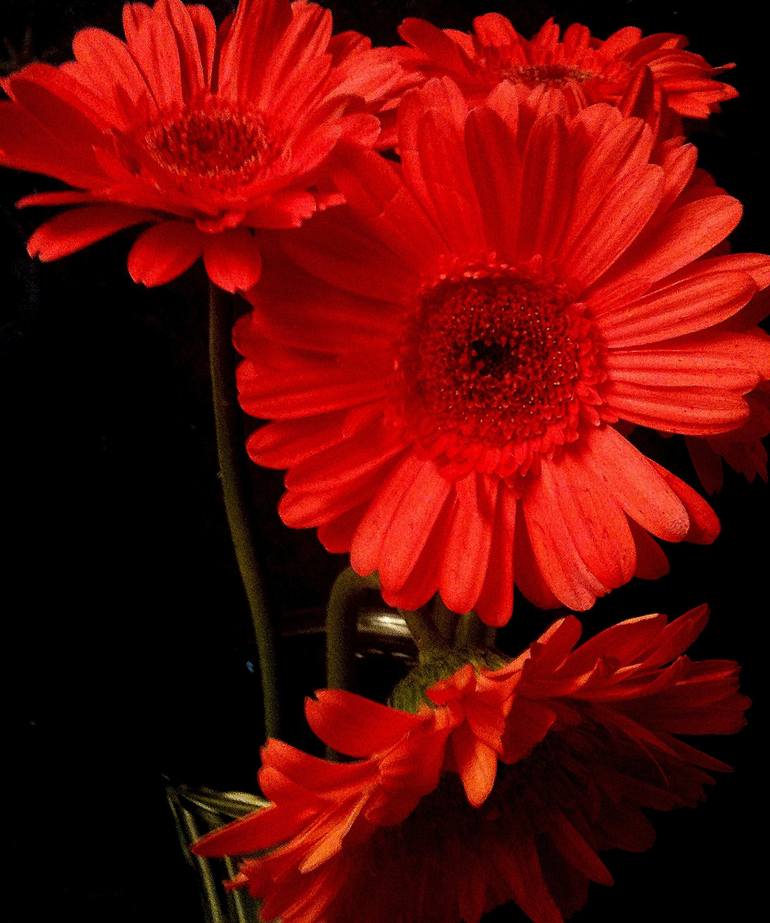 Four Red Gerbera Daisies [Limited Edition of 10] Photography by Alaina Suga  Lane Williams | Saatchi Art