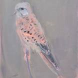 kestrel (orange) by Kim Kimbro