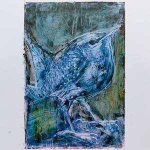 blue wren