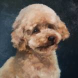 Poodle in Contemplation by Andrea Castro