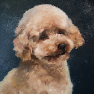 Poodle in Contemplation