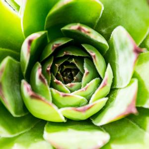 Collection Houseleek / succulent love