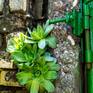 Collection Houseleek / succulent love