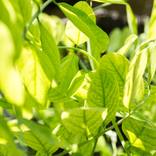 Collection 'Green Life' 3 pieces photo collection