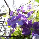 Collection Rustic, industrial, vintage photos