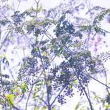 Collection Rustic, industrial, vintage photos