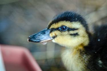 Thirsty Duckling thumb