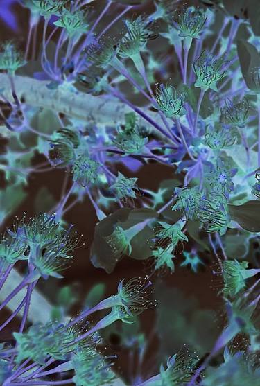 Original Botanic Photography by Viviane Lane Gil