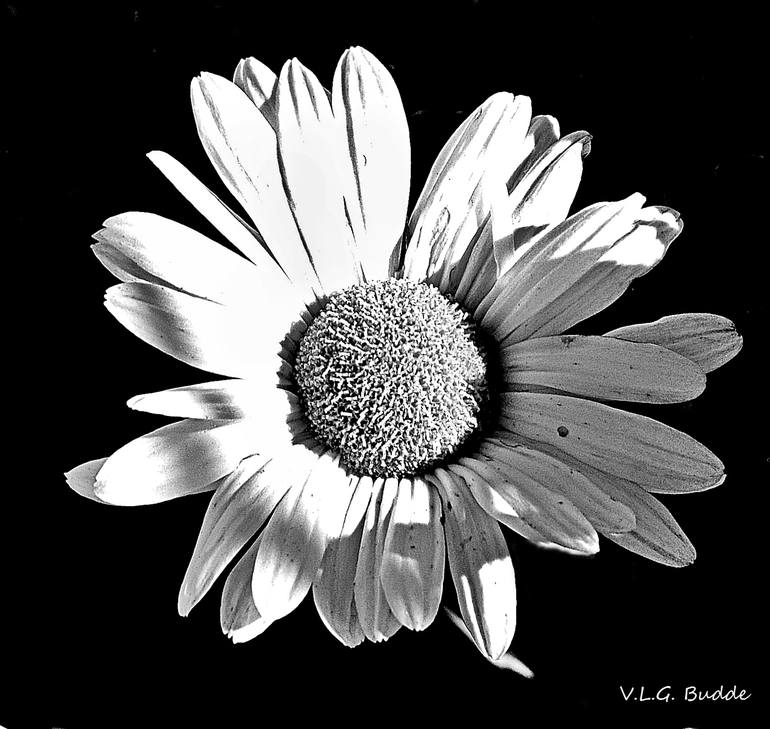 October Daisy - Limited Edition 1 of 10 Photography by Viviane Lane Gil ...