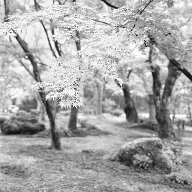 Print of Fine Art Tree Photography by Rafal Krol