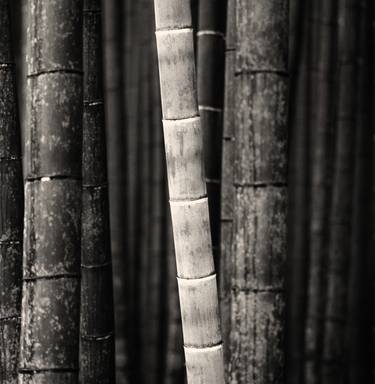 Arashiyama II, Kyoto, Japan. thumb