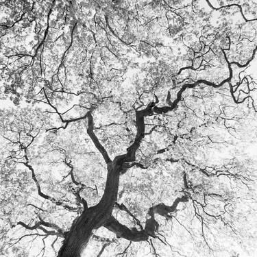 Print of Fine Art Tree Photography by Rafal Krol