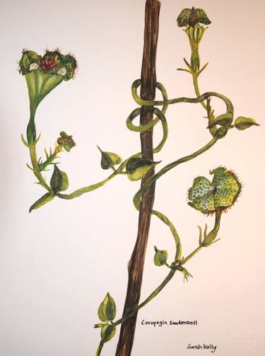 Original Realism Botanic Paintings by Sarah Kelly