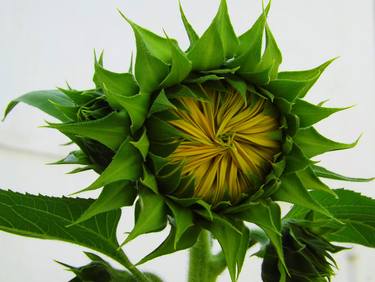 Birth of a Sunflower thumb