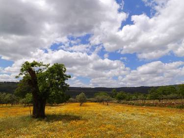 Print of Fine Art Landscape Photography by Manuel Dias Fino