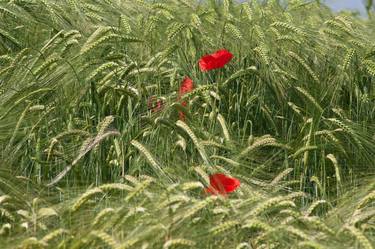 poppies on wheat field thumb