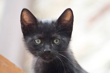 black kitten portrait thumb