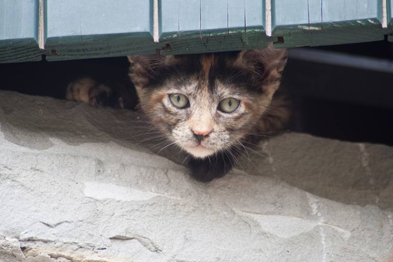 kitten at the window - Print