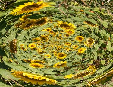 Sunflowers Surreal Rise in Vortex thumb