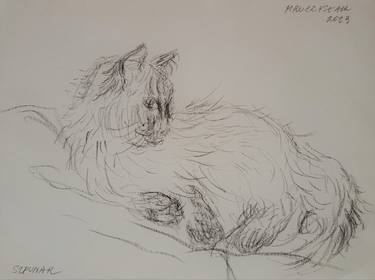 Original Cats Drawings by Renata Szpunar