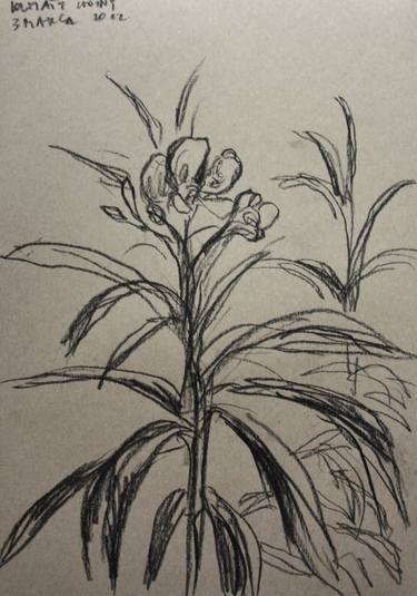 Original Expressionism Botanic Drawings by Renata Szpunar