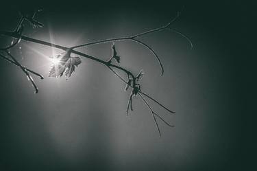 Original Conceptual Nature Photography by Joan F Ribas Torres