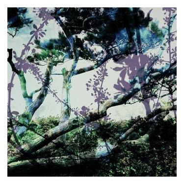 Saatchi Art Artist Nicolas LE BEUAN BENIC; Photography, “La canopée arborescente” #art