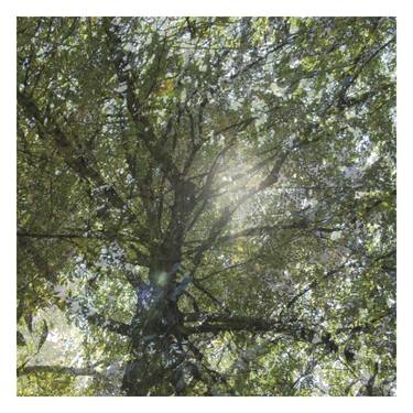 Print of Abstract Tree Photography by Nicolas Le Beuan Benic