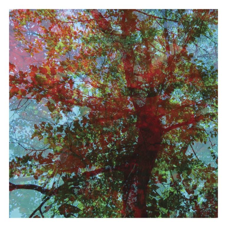 Print of Abstract Tree Photography by Nicolas Le Beuan Benic