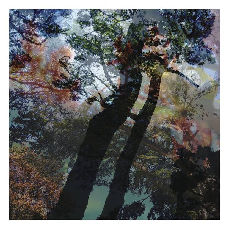 Print of Abstract Tree Photography by Nicolas Le Beuan Benic