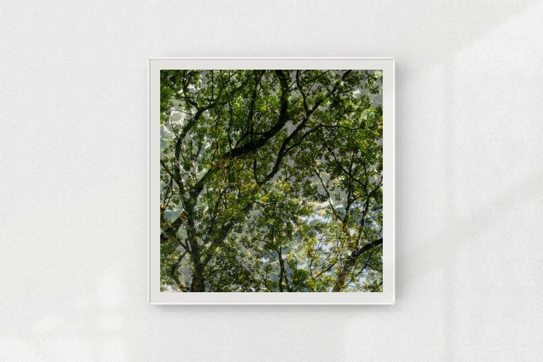 Original Tree Photography by Nicolas LE BEUAN BENIC