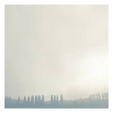 Les arbres royaux - Limited Edition of 25 image