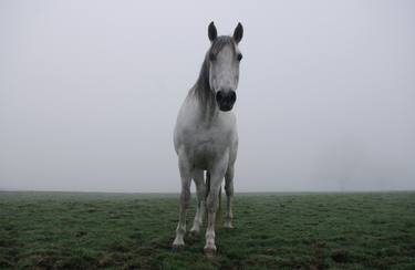Original Horse Photography by Stephanie Callaghan
