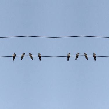 The Birds on Wire, 1 thumb